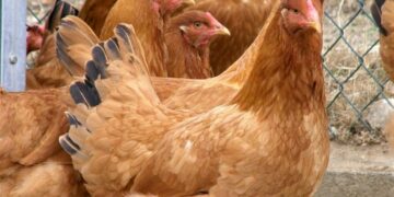 A Policía Local de Brión recupera cinco galiñas roubadas e busca á persoa propietaria