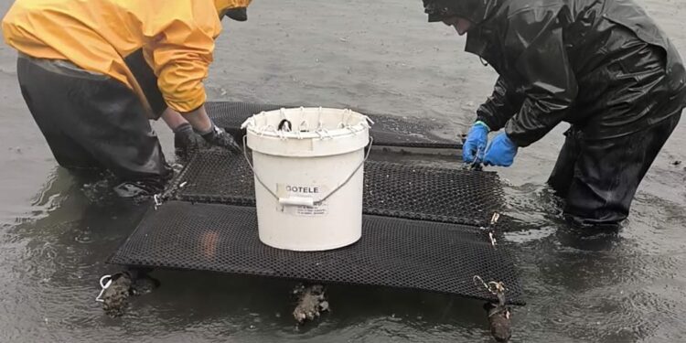 A Deputación da Coruña apoia o marisqueo na Ría de Cariño impulsando a recuperación produtiva de ameixa