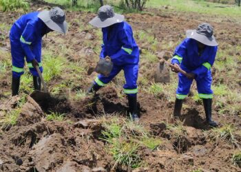 As axudas de cooperación exterior da Deputación da Coruña melloran a produción agrícola, a alimentación e o emprego xuvenil en Mozambique