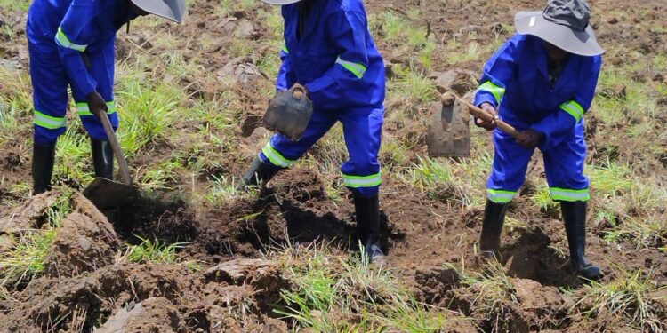 As axudas de cooperación exterior da Deputación da Coruña melloran a produción agrícola, a alimentación e o emprego xuvenil en Mozambique