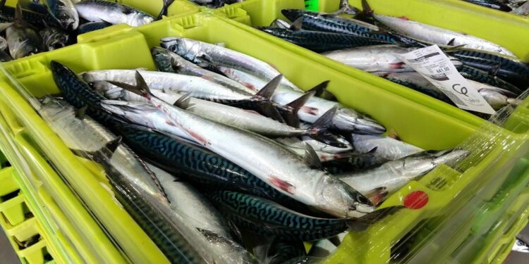 El Ministerio de Agricultura, Pesca y Alimentación reparte la cuota de caballa entre la flota del Atlántico nordeste