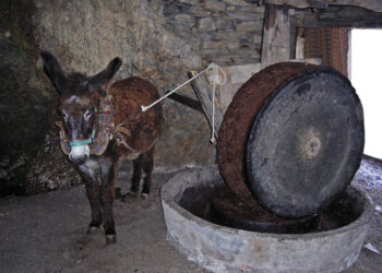 XXVI Mostra do Aceite de Quiroga 2026