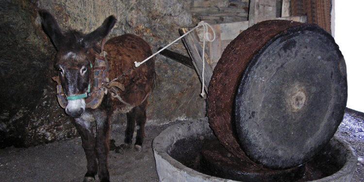 XXVI Mostra do Aceite de Quiroga 2026