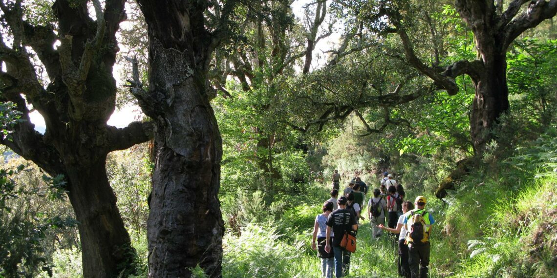O Parlamento galego admite a trámite a primeira proposición de lei a nivel mundial para protexer ecosistemas en restauración