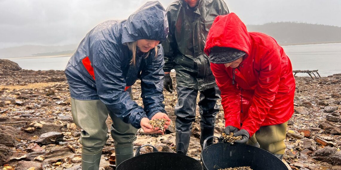 A Deputación colabora coa Asociación de Mariscadoras de Cariño na semente de ameixas na praia de Figueiras