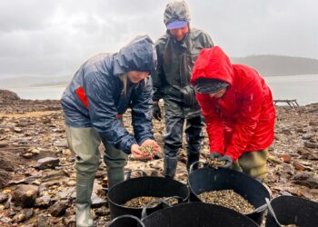 A Deputación colabora coa Asociación de Mariscadoras de Cariño na semente de ameixas na praia de Figueiras