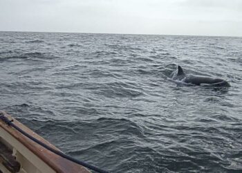 Disminuyen en España las interacciones con orcas, excepto en el norte, donde aumentan ligeramente