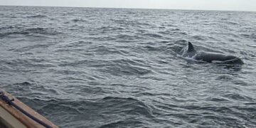 Disminuyen en España las interacciones con orcas, excepto en el norte, donde aumentan ligeramente
