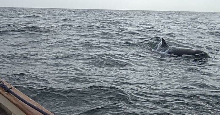 Disminuyen en España las interacciones con orcas, excepto en el norte, donde aumentan ligeramente