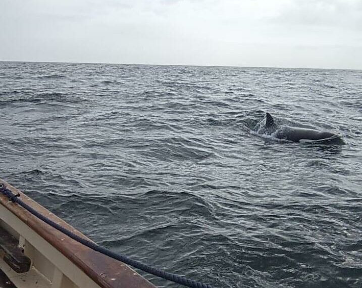 Disminuyen en España las interacciones con orcas, excepto en el norte, donde aumentan ligeramente