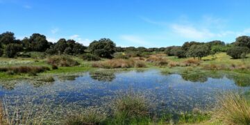 El 22% de las lagunas temporales de la España peninsular han desaparecido en el siglo XXI