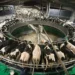 El sector lácteo registra un incremento de la producción del 1,6 % en 2026