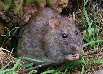 Científicos del CSIC identifican mutaciones en las poblaciones de ratas que confieren resistencias a los raticidas