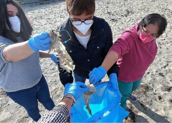 Diverisplás leva a cabo unha limpeza nas praias da Costa da Morte