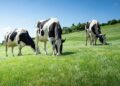 El Gobierno publica la orden de módulos con importantes reducciones en el IRPF 2025 para 50.000 agricultores y ganaderos gallegos