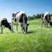 El Gobierno publica la orden de módulos con importantes reducciones en el IRPF 2025 para 50.000 agricultores y ganaderos gallegos