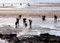 1,6 M€ para la restauración de los hábitats y zonas de producción marisquera de Noia