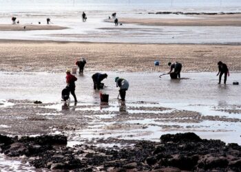 1,6 M€ para la restauración de los hábitats y zonas de producción marisquera de Noia