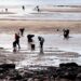 1,6 M€ para la restauración de los hábitats y zonas de producción marisquera de Noia