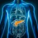 Una molécula protege el páncreas de la toxicidad asociada a la diabetes tipo 2