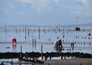 A Festa do Mexillón e o Berberecho de Vilanova de Arousa recoñecidas como Fiesta de Interés Turístico Nacional