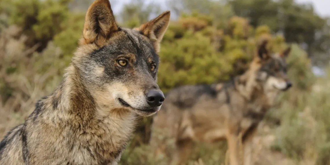 O PPdeG reclama ao Goberno central que «apoie aos gandeiros ante os ataques do lobo»