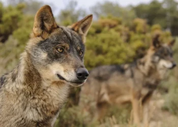 O PPdeG reclama ao Goberno central que «apoie aos gandeiros ante os ataques do lobo»