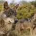 O PPdeG reclama ao Goberno central que «apoie aos gandeiros ante os ataques do lobo»