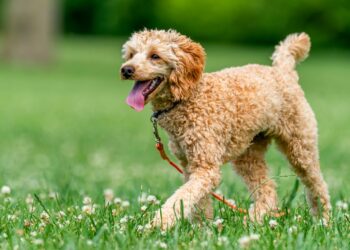 El verano puede estar poniendo en riesgo el corazón de tu mascota
