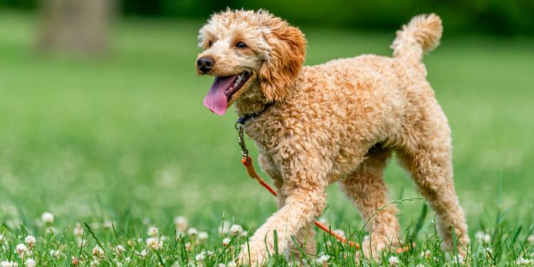 El verano puede estar poniendo en riesgo el corazón de tu mascota