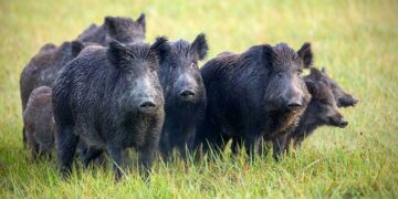 Galicia declara la guerra al jabalí: la decisión histórica de la Xunta que preocupa a agricultores y conductores