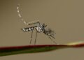 Ni citronela ni pulseras: cómo elegir un repelente eficaz frente al mosquito tigre este verano