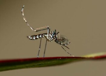 Ni citronela ni pulseras: cómo elegir un repelente eficaz frente al mosquito tigre este verano