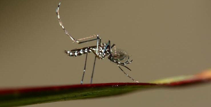 Ni citronela ni pulseras: cómo elegir un repelente eficaz frente al mosquito tigre este verano