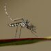 Ni citronela ni pulseras: cómo elegir un repelente eficaz frente al mosquito tigre este verano