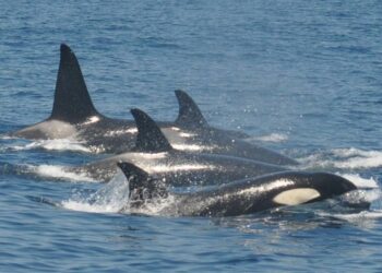 Un grupo de orcas provoca o afundimento dunha embarcación a tres millas da costa de Mañón