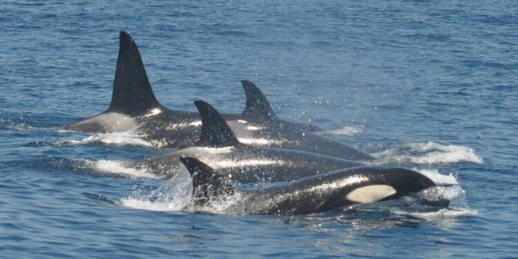 Un grupo de orcas provoca o afundimento dunha embarcación a tres millas da costa de Mañón