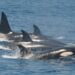 Un grupo de orcas provoca o afundimento dunha embarcación a tres millas da costa de Mañón