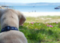 Playas para pasear con tu perro en Galicia este verano 2026: guía completa de las playas caninas y pet friendly