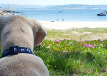 Playas para pasear con tu perro en Galicia este verano 2026: guía completa de las playas caninas y pet friendly
