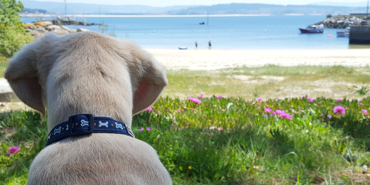 Playas para pasear con tu perro en Galicia este verano 2026: guía completa de las playas caninas y pet friendly