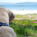 Playas para pasear con tu perro en Galicia este verano 2026: guía completa de las playas caninas y pet friendly