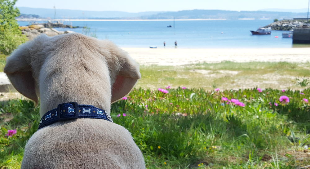 Playas para pasear con tu perro en Galicia este verano 2026: guía completa de las playas caninas y pet friendly