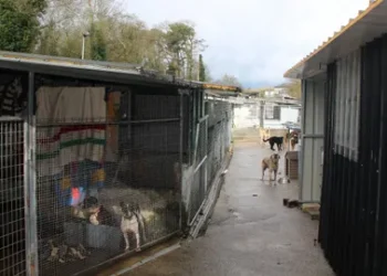 Asinado o convenio a tres bandas para reforma e ampliación da Protectora de Animais de Lugo