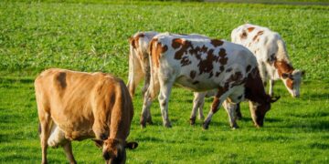 Galicia mantiene hasta el 31 de diciembre las medidas cautelares para prevenir la dermatosis nodular contagiosa en el ganado bovino.