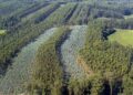 Las condiciones para replantar eucaliptos en Galicia volverán a cambiar si se aprueba la modificación prevista para 2027.