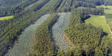 Las condiciones para replantar eucaliptos en Galicia volverán a cambiar si se aprueba la modificación prevista para 2027.