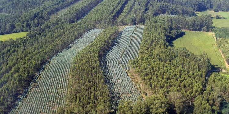 Las condiciones para replantar eucaliptos en Galicia volverán a cambiar si se aprueba la modificación prevista para 2027.