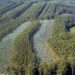 Las condiciones para replantar eucaliptos en Galicia volverán a cambiar si se aprueba la modificación prevista para 2027.