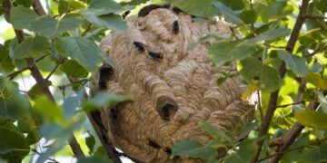 Un trabajador forestal de 56 años falleció en Larouco, Ourense, tras sufrir el ataque de un enjambre de avispas velutinas mientras realizaba labores de desbroce.